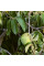 Cherimoya seeds