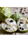 Cherimoya seeds