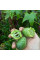 Wild cucumber seeds