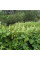 Wild cucumber seeds