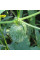 Wild cucumber seeds