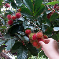 Семена рамбутана