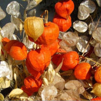 Семена физалиса «Нектар»