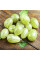 Gooseberry seeds «Triumph»