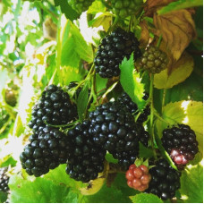 Blackberry thornless  seeds «Black Satin»