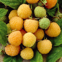 Raspberry seeds «Dessert»