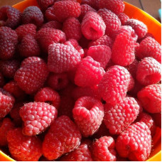 Raspberry seeds «Polka»