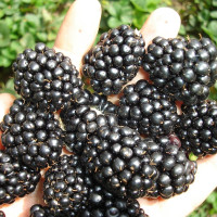 Blackberry seeds «Thornfree»