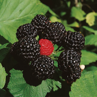 Black raspberry seeds «Cumberland»