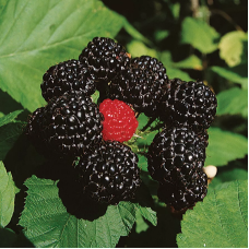 Black raspberry seeds «Cumberland»