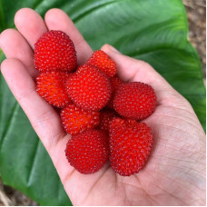 Raspberry seeds «Temptation»