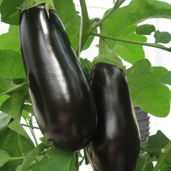 Eggplant seeds «Sapphire» F1