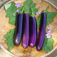 Eggplant seeds «Long Purple»