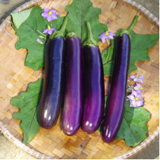 Eggplant seeds «Long Purple»