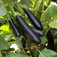 Eggplant seeds «Aleks purple»