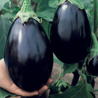 Eggplant seeds «Black handsome»