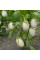 Eggplant seeds «Golden Egg»