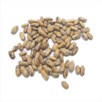 Bean seeds «Stregonta»