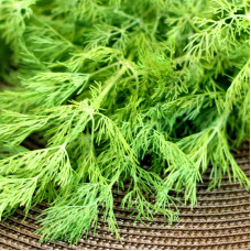 Dill seeds «Hrybovskyi»