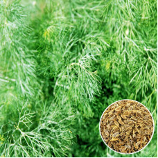 Dill seeds «Salute»