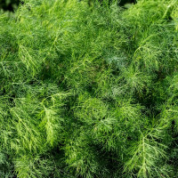 Dill seeds «Tatran»