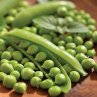 Pea seeds «Prelado»