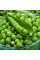 Pea seeds «Idalgo»