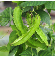 Pea asparagus seeds (winged bean)