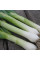 Onion seeds «Japanese»