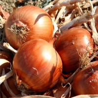 Насіння цибулі «Галант»