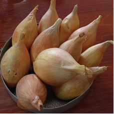 Onion seeds «Gull»