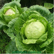 Cabbage seeds «Golden acre»
