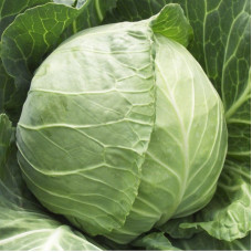 Cabbage seeds «Copenhagen market»