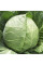 Cabbage seeds «Copenhagen market»