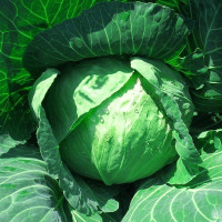 Cabbage seeds «Braunschweiger»
