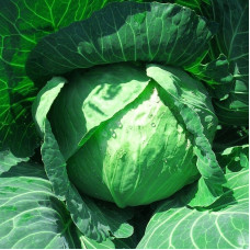 Cabbage seeds «Braunschweiger»