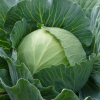 Cabbage seeds «Ukrainian autumn»