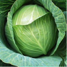 Cabbage seeds «Riteil» F1