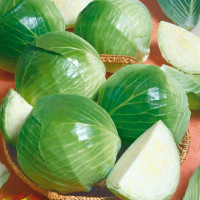 Cabbage seeds «Eliza» F1