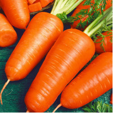 Carrot seeds «Shantane red»