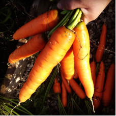 Carrot seeds «Belladonna»