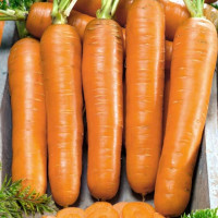 Семена моркови «Флаккоро»