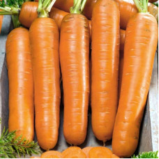 Carrot seeds «Flaccoro»