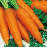 Carrot seeds «Autumn king»