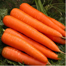 Carrot seeds «Losinoostrivska»