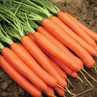 Carrot seeds «Nantes Kharkiv»