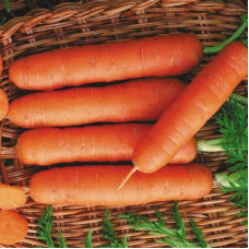 Carrot seeds «Delicacy»