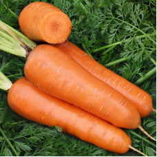 Carrot seeds «Shantane royal»