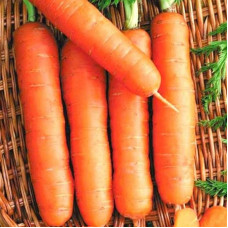 Carrot seeds «Viburnum» F1