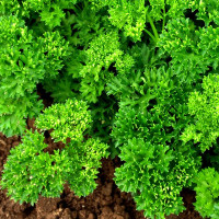 Parsley seeds «Element»